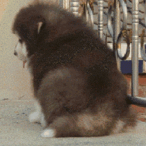 0 (7).gif